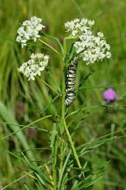 Image result for Asclepias ameliae
