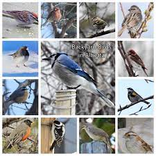 Backyard Birds In Alberta Pet Birds Backyard Birds Wild Birds