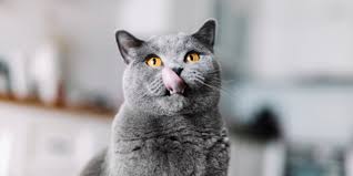 ‪The Mysterious Mechanism Behind Your Cats Purr‬‏