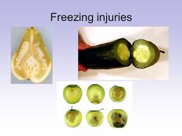 Temperature Management Cooling The Harvested Product Temperature The Most Important Factor In Maintaining The Quality Of The Harvested Product Product Ppt Download