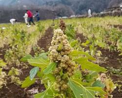 キヌア 栽培の画像