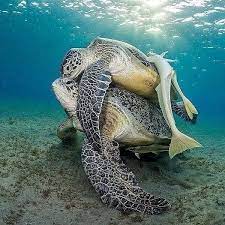 The Heartwarming Sea Turtle Hug: A Powerful Reminder of Conservation ...