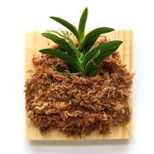 Image result for Angraecum minus