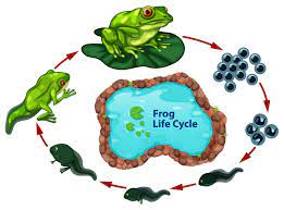 Life cycle of the frog print. The Frog Life Cycle 293192 Download Free Vectors Clipart Graphics Vector Art