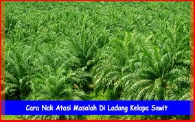 Jom layan lawak dan sensasi semasa alam maya. Cara Nak Atasi Masalah Di Ladang Kelapa Sawit Agrobisnes