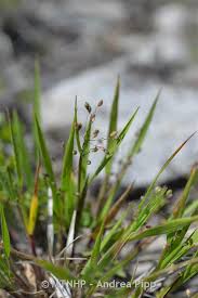 Image result for Panicum gracilicaule