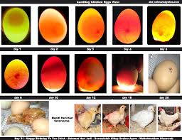 I Checked The 1 Egg Today It Is 10 Days Old Candling