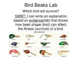 Longer beak, wider beak, beak with no hole, better gripping beak, beak that opens and closes easier some beaks have characteristics that can. State Laboratory The Beaks Of Finches Ppt Video Online Download