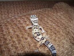 1 Year Growth Of A Leopard Gecko