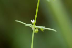 Image result for Oldenlandia goreensis