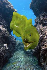 Green Moray Eel Fun Facts Animals Beautiful Underwater Creatures Marine Animals