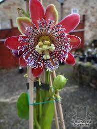 Passiflora From Burncoose Nurseries