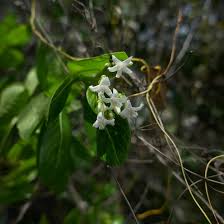 Image result for Triainolepis