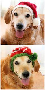 Pin By Angela On Quick Saves In 2021 Dog Sweater Crochet Pattern Crochet Dog Clothes Crochet Christmas Hats