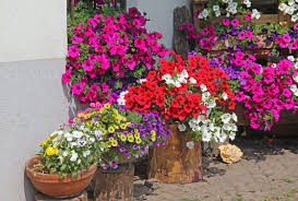 Image result for foto surfínie