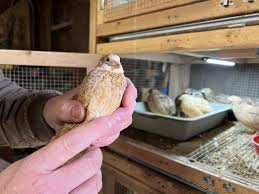 Image result for quail