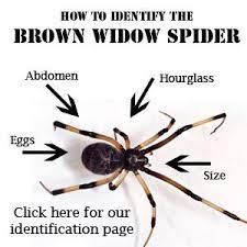 They are usually common in the. Brown Widow Spider Center For Invasive Species Research