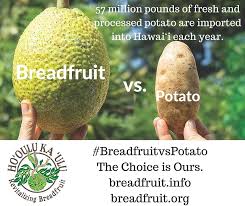Reg is a popular tv producer in australia. Breadfruit Tonga Posts Facebook