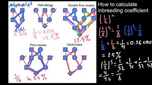 How To Calculate Inbreeding From A Pedigree 2