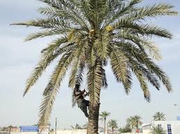 Check spelling or type a new query. Sponsor A Palm Initiative For Conserving Iraq S Famed Dates Aw