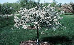 As this is a dwarf it tends not to produce large amounts of fruit. Sargent Tina Crabapple Dwarf Can Plant Next To The House Pretty Spring Blossoms Crab Apple Ornamental Trees Crabapple Tree
