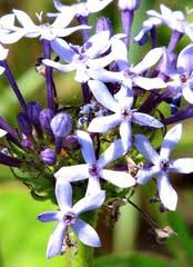 Image result for Pentanisia