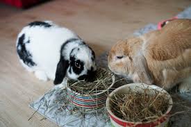 They have short ears and a large head. Holland Lop Rabbits Complete Guide 2021 Northern Nester
