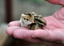 I Saved 10 Baby Quail Chicks Who Got Stuck In A Steep Gutter And They Were Absolutely Adorable Baby Animals Cute Baby Animals Cute Animals