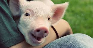 We did not find results for: Pig Castration Is Extremely Painful But It Doesn T Have To Be Vox
