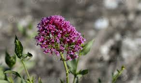 Image result for Valeriana rubra