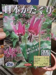 日本かたくりを植えてみる By セリカｔａ４５ カタクリの栽培記録 育て方 そだレポ みんなの趣味の園芸