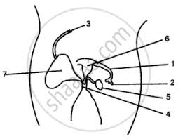 New users enjoy 60% off. The Below Diagram Represents The Sectional View Of The Female Reproductive Organs Of A Mammal I Label The Parts Numbered 1 To 7 Ii What Are The Main Functions Of The Parts
