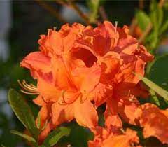 Rhododendron Orangeade Rhododendron Azaleas Plants