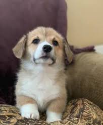 Corgi in dogs & puppies for rehoming in ontario. Corgi Breeders In California Top 7 2021 We Love Doodles