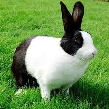 Hal ini dilakukan untuk merawat rambut agar tidak gimbal (hair ball), terutama kelinci berambut panjang seperti anggora, american fuzzy lop, lion dll. 7 Jenis Kelinci Paling Lucu Di Dunia Bikin Pengin Pelihara