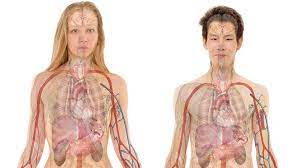 Estos Son Los Siete Organos Que No Necesitas Para Sobrevivir Rt