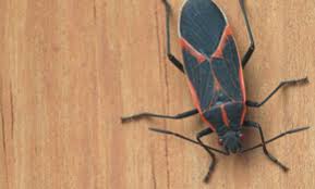 Effective pest control & bed bug exterminator serving bergen, morris, essex, passaic & somerset county. Top 10 Best Pest Exterminators In Belvidere Nj Angie S List