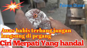 Jetcost.de has been visited by 10k+ users in the past month 6 Point Penting Memilih Merpati Bagus Di Pasar By Palamas Channel
