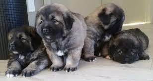 Caucasian Shepherd For Sale Or Adoption Latest Ads Caucasian Shepherd Caucasian Shepherd Dog Russian Dog Breeds