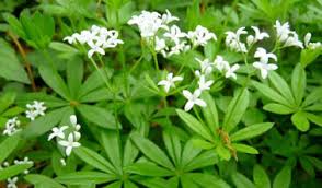 Maybe you would like to learn more about one of these? Plantes Anti Moustique Anti Guepe A Avoir Dans Le Jardin