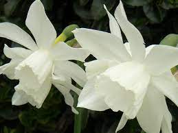 Pure White Daffodils Daffodils Daffodil Flower Beautiful Flowers