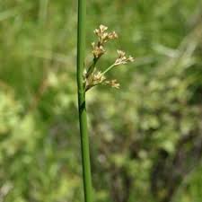 Image result for Juncaceae