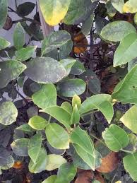 Image result for sooty mould