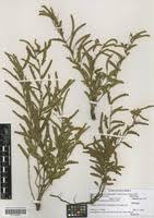 Image result for Chamaecrista zambesica
