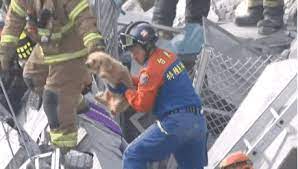 This includes videos converted to gif formats. Dog Rescue Earthquake Gif Holidog Times En