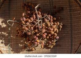 Image result for Dialium schlechteri