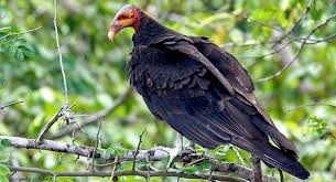 Birds Of Prey Renee Montoya Wiki Lesser Yellow Headed Vulture Occurs From Eastern Mexico South Through Central America And Patchily In South America East Of The Ande Birds Of Prey Bald Eagle Birds
