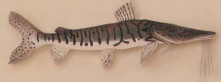 Cachara