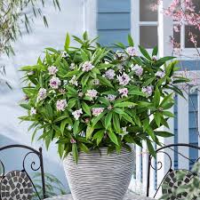 Check spelling or type a new query. Tesselaar Plants A Twitter Daphne Perfume Princess Has A Sweet Citrus Scent Which Helps Ward Off The Winter Blues Daphne Daphnes Daphneperfumeprincess Perfumeprincess Fragrance Fragrant Fragrantplant Pinkflowers Flowers