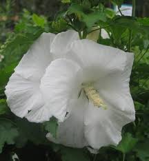 White Angel™ Althea from Garden Debut